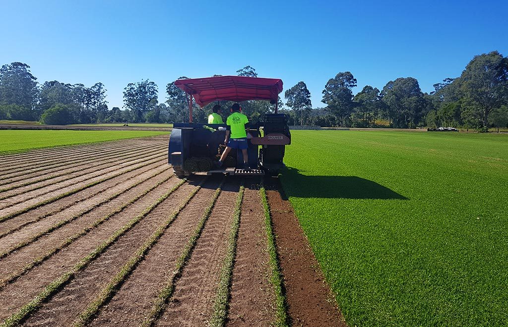 Agland Turf |  | 520 Dargavilles Rd, Nabiac NSW 2312, Australia | 0265502126 OR +61 2 6550 2126