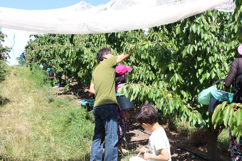 Harben Vale Pick Your Own Cherries |  | 34 Altmanns Rd, Balhannah SA 5242, Australia | 0439001962 OR +61 439 001 962