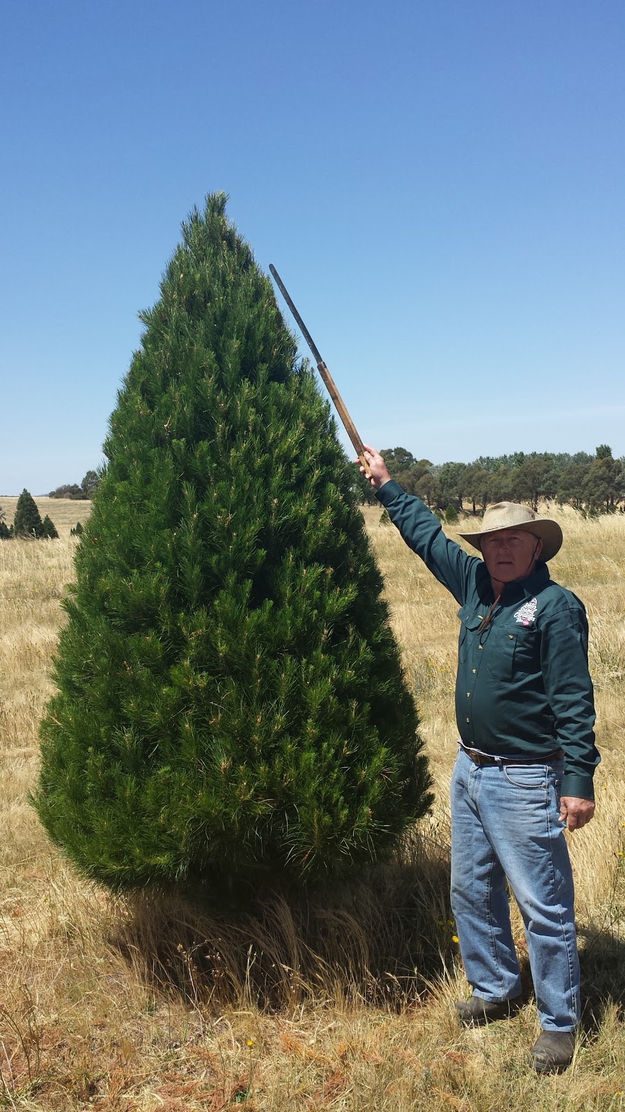 Santas Shaped Christmas Trees | store | 4144 Gundaroo Rd, Gundaroo NSW 2620, Australia | 0262368246 OR +61 2 6236 8246