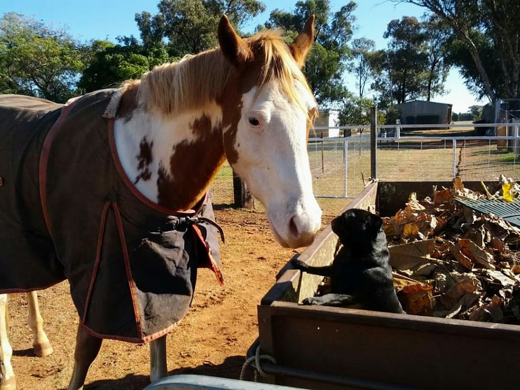 S & N Pet Services | bakery | Emerald Court, Colo Vale NSW 2575, Australia | 0413461966 OR +61 413 461 966