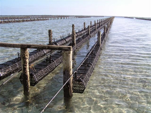 Hexcyl Systems Pty Ltd | Oyster Baskets | Shellfish Baskets | 37 Thiselton Way, Denial Bay SA 5690, Australia | Phone: (08) 8625 3927