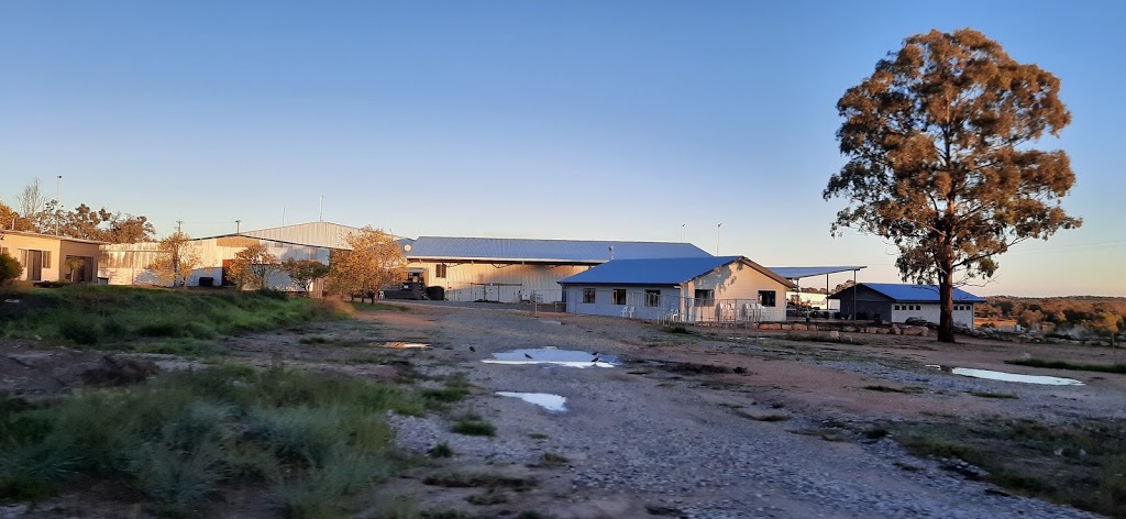 Sweets Strawberry Runners | 846 Nundubbermere Rd, Stanthorpe QLD 4380, Australia | Phone: (07) 4683 6209