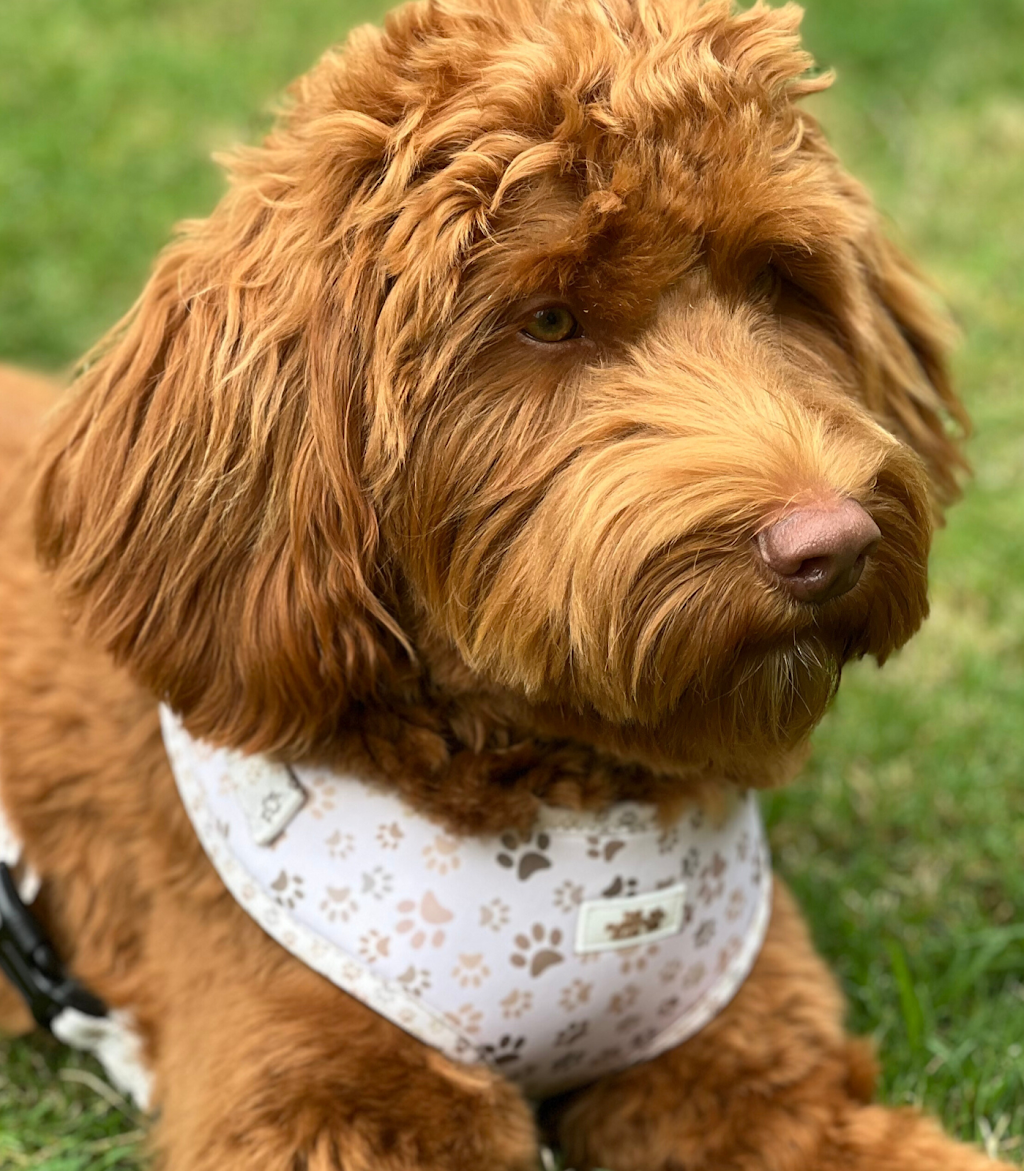 The Puppy Club | 373 Old Mount Samson Rd, Closeburn QLD 4520, Australia | Phone: 0415 287 700