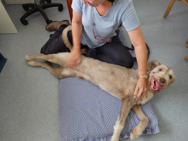TLC Veterinary Rehabilitation | veterinary care | 58 Nadi Ln, North Maleny QLD 4552, Australia | 0408743595 OR +61 408 743 595