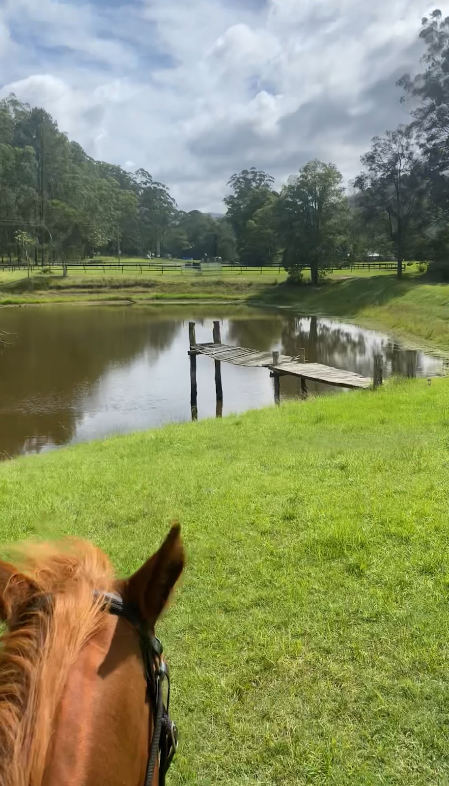 Watagan Australia Agistment & Spelling | 43 Watagan Rd, Martinsville NSW 2265, Australia | Phone: 0450 221 294