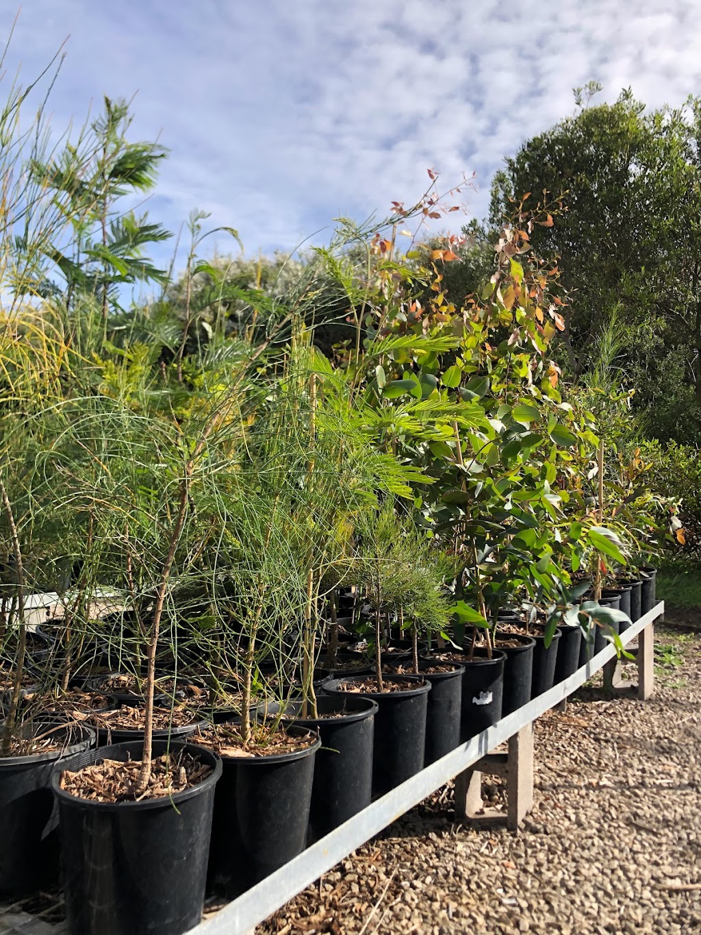 Reforest Australia Bush Nursery | Cape Schanck Rd, Cape Schanck VIC 3939, Australia | Phone: 0450 350 687