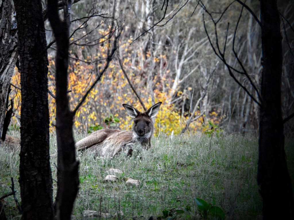 Kaiserstuhl Conservation Park | park | Tanunda Creek Rd, Tanunda SA 5352, Australia | 0885237700 OR +61 8 8523 7700