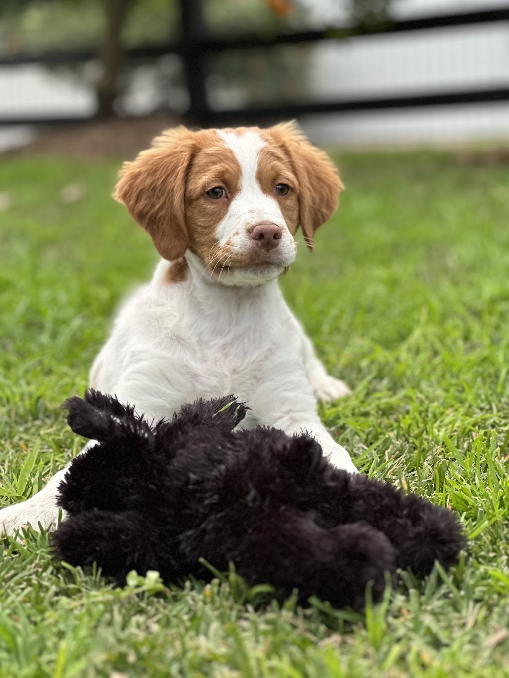 Noble Kennels | 31 Wangi Rd, Fassifern NSW 2283, Australia | Phone: 0426 815 246