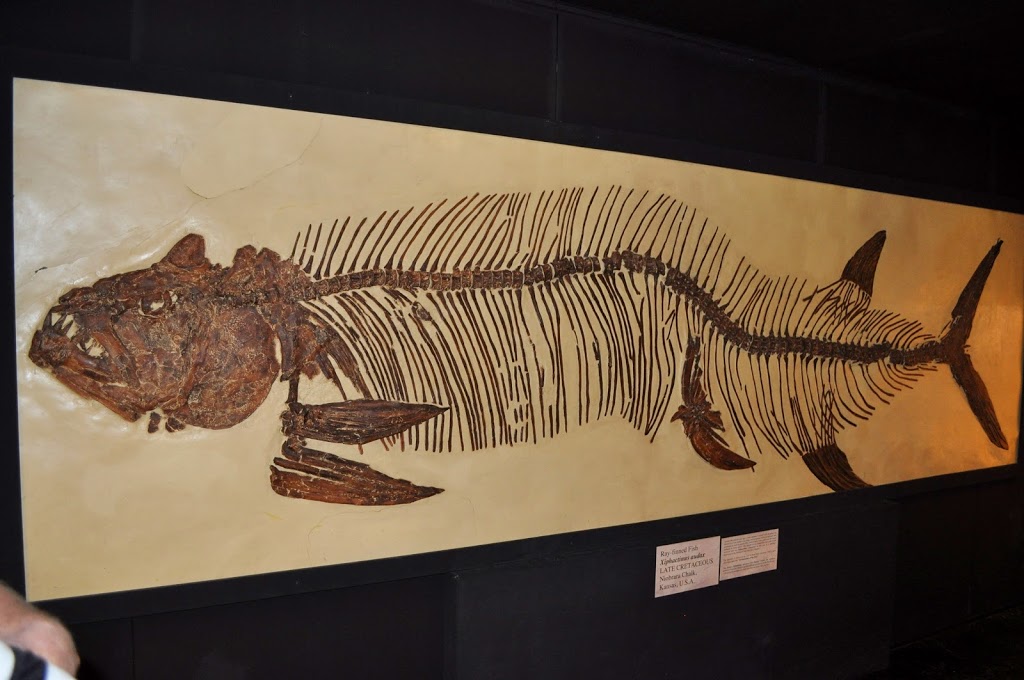 The Big Fish Fossil Hut | museum | Ween St, Peak Hill NSW 2869, Australia | 0268691422 OR +61 2 6869 1422
