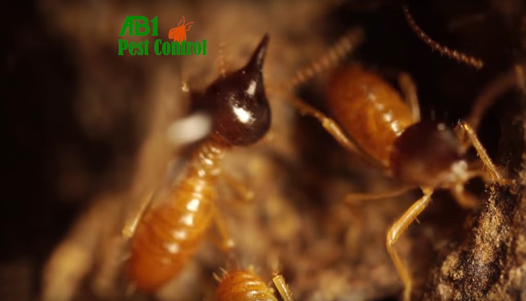 AB1 Termite & Pest Control | 62 Riley St, Oatley NSW 2223, Australia | Phone: 0481 194 619