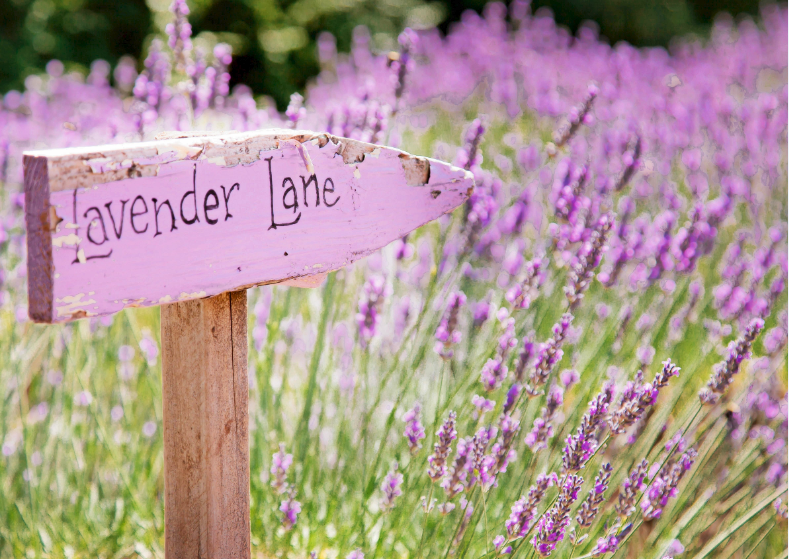 Beauty at Lavender Lane - Frenchville | 441 Frenchville Rd, Frenchville QLD 4701, Australia | Phone: 0427 424 266