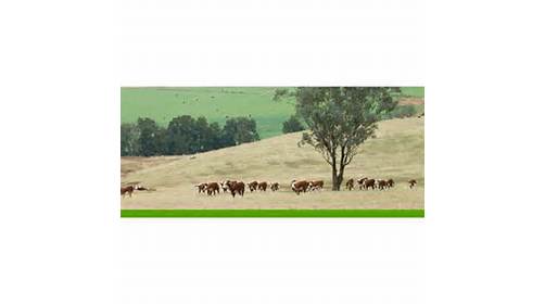 Northern Artificial Breeders | food | 26 Oxford Rd, Scone NSW 2337, Australia | 0265452465 OR +61 2 6545 2465