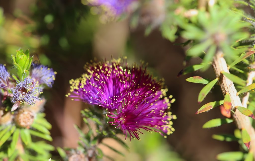 Stokes Bay Bush Garden | 1511 Stokes Bay Rd, Stokes Bay SA 5223, Australia | Phone: (08) 8559 2244