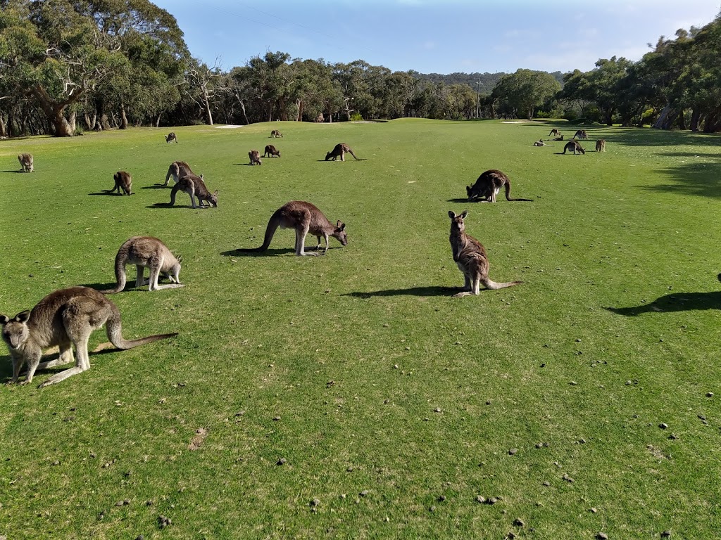 Anglesea Golf Club | tourist attraction | 1 Golf Links Rd, Anglesea VIC 3230, Australia | 0352631582 OR +61 3 5263 1582