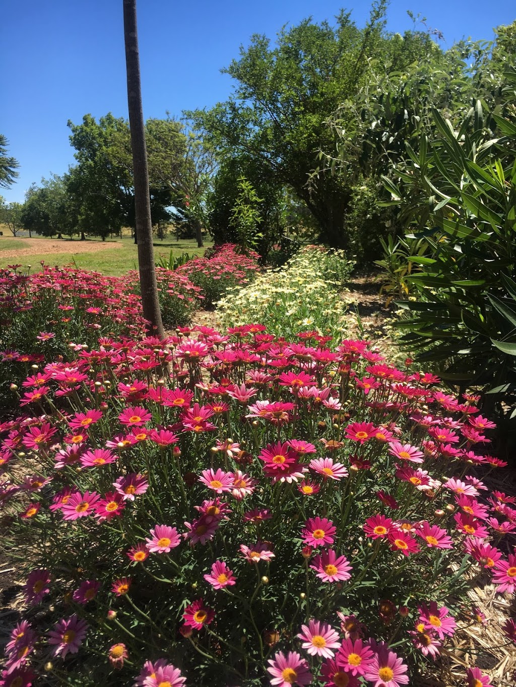 Sunnyside country gardens | park | 1374 Felton Clifton Rd, Nobby QLD 4360, Australia | 0409248748 OR +61 409 248 748