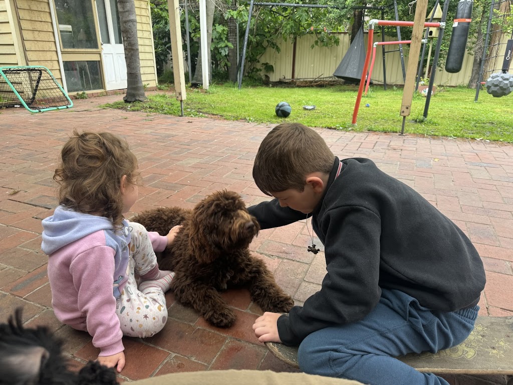 Scawoo Australian Cobberdogs | 6 Wren Ct, Regency Downs QLD 4341, Australia | Phone: 0490 785 514