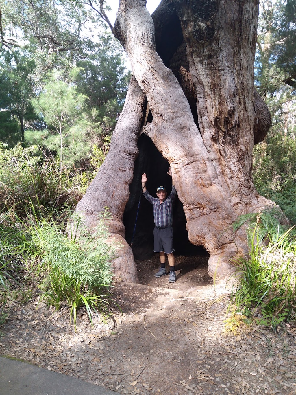 Giant Tingle Tree | tourist attraction | Hilltop Rd, Walpole WA 6398, Australia | 0892199000 OR +61 8 9219 9000