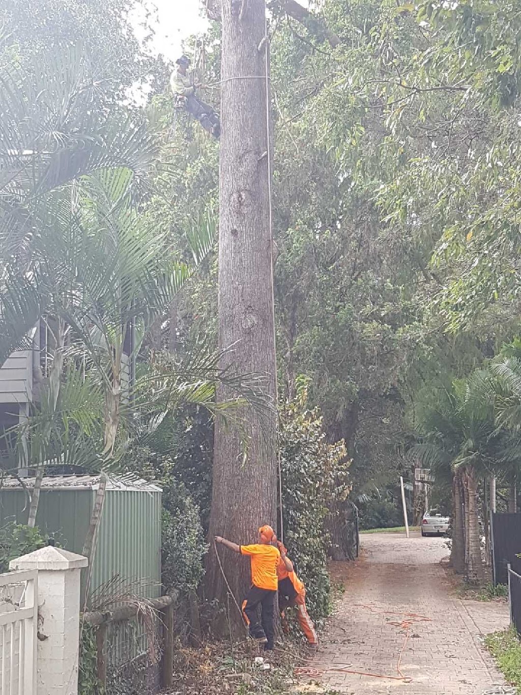 Tree Lopping Gold Coast - Palm Tree Removal & Trimming Experts | 19 Bluetail Cres, Upper Coomera QLD 4209, Australia | Phone: 0466 822 477