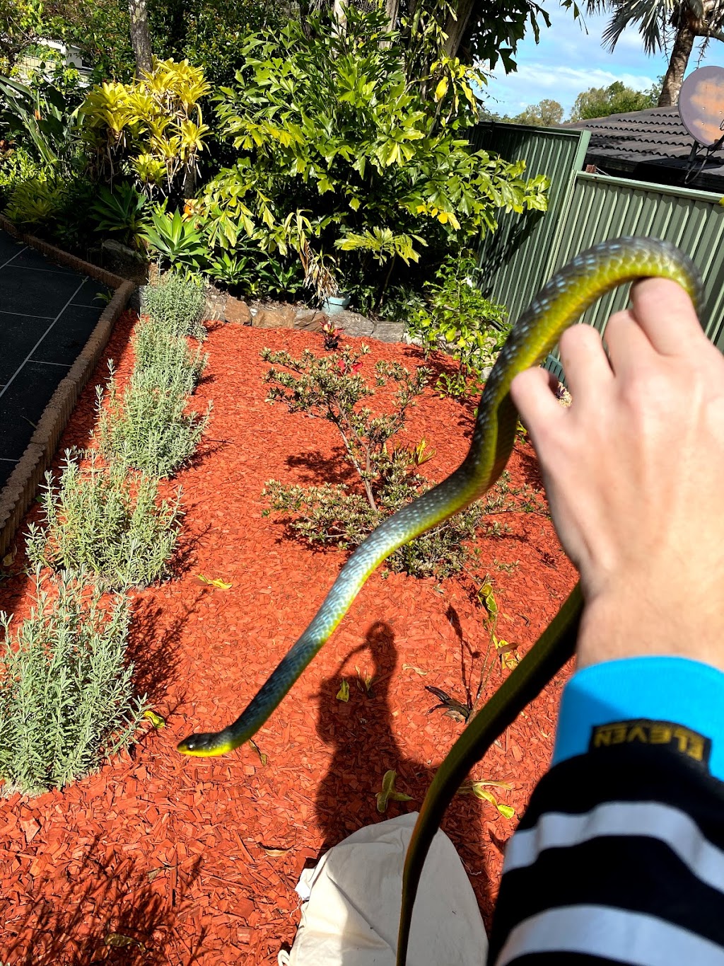 Snake Catcher-Brisbane |  | 1/23 swallow street, Griffin QLD 4503, Australia | 0474826129 OR +61 474 826 129