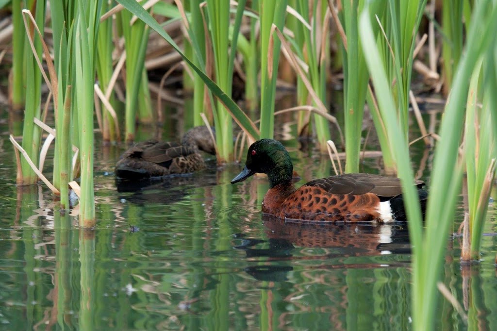 Edithvale Wetlands Discovery Centre | 278 Edithvale Rd, Chelsea Heights VIC 3196, Australia | Phone: 13 17 22