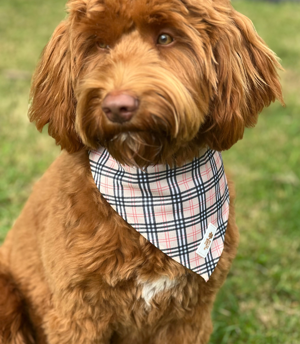 The Puppy Club | 373 Old Mount Samson Rd, Closeburn QLD 4520, Australia | Phone: 0415 287 700
