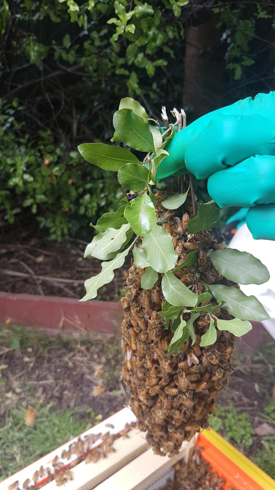 BeesFriend | 16 Shute Ave, Berwick VIC 3806, Australia | Phone: 0423 256 231