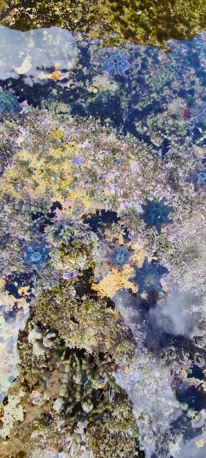 Rock Pool - swimming and observing sea flora and fish | 3 Noamunga St, Boat Harbour NSW 2316, Australia | Phone: 0437 476 412