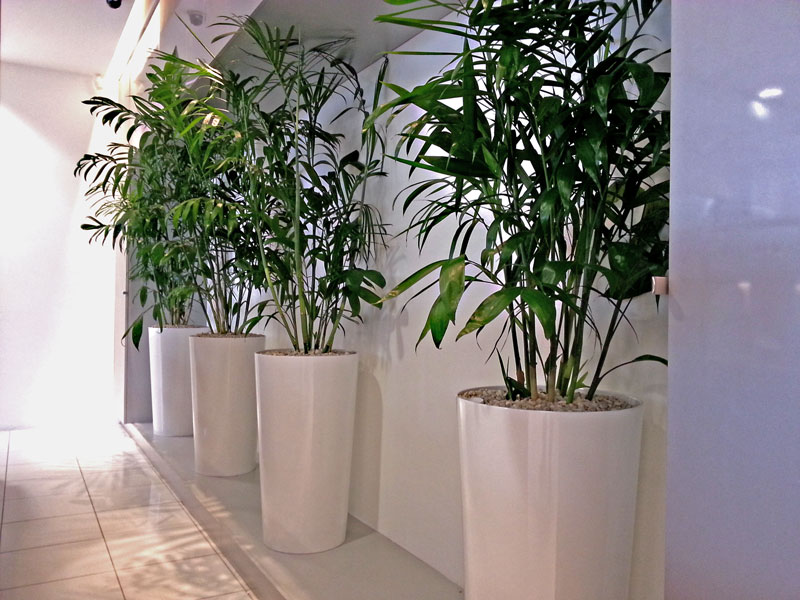 Interior Plantscape Association | 14 Sovereign Ct, Kippa-Ring QLD 4021, Australia | Phone: 0452 590 255