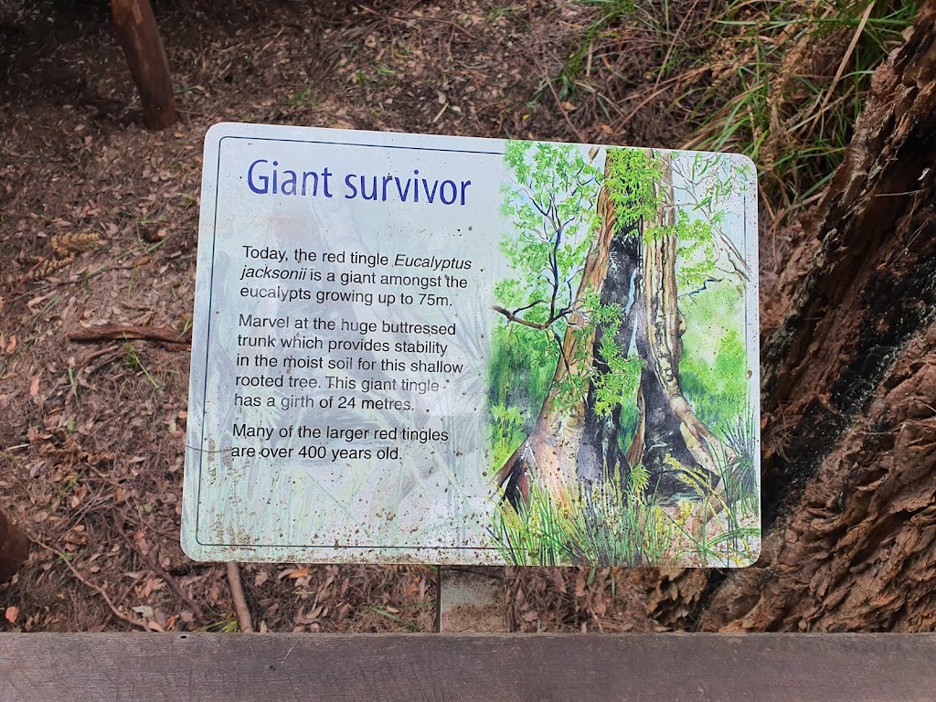 Giant Tingle Tree | tourist attraction | Hilltop Rd, Walpole WA 6398, Australia | 0892199000 OR +61 8 9219 9000