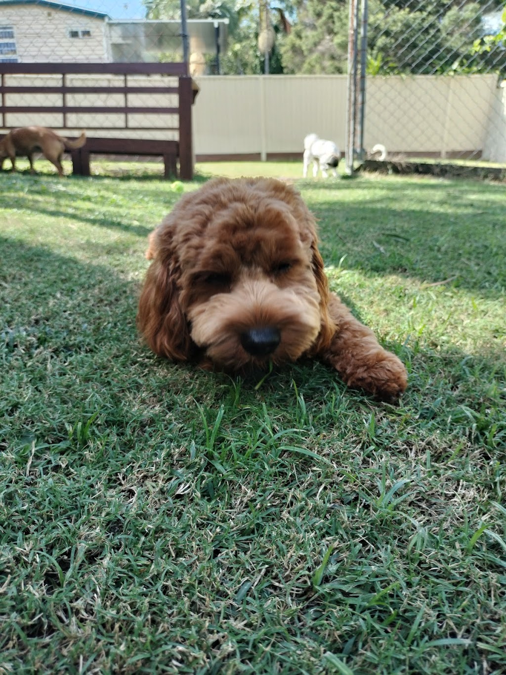 Little dog sitting Home away from home | Woogaroo St, Goodna QLD 4300, Australia | Phone: 0428 992 240