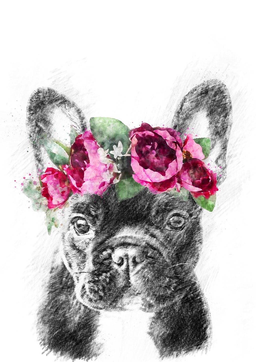 Brittany Chard - Pet Illustrations & Photography | 7/35 Brunnings Rd, Carrum Downs VIC 3201, Australia | Phone: 0400 898 600