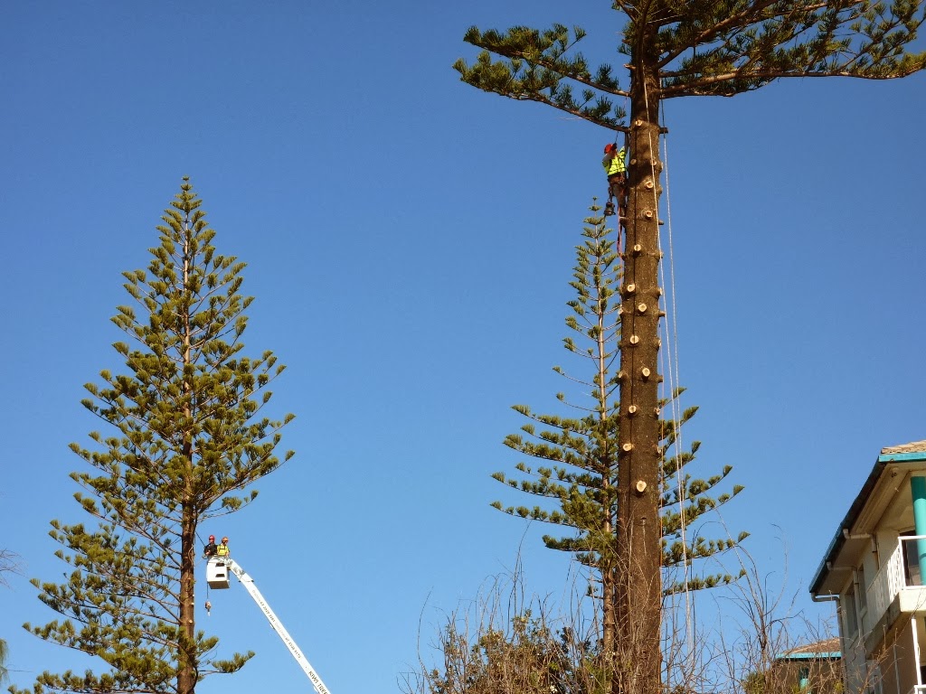 Kiwi Tree Lopping |  | 19-25 Teviot Rd, Carbrook QLD 4130, Australia | 0422218153 OR +61 422 218 153