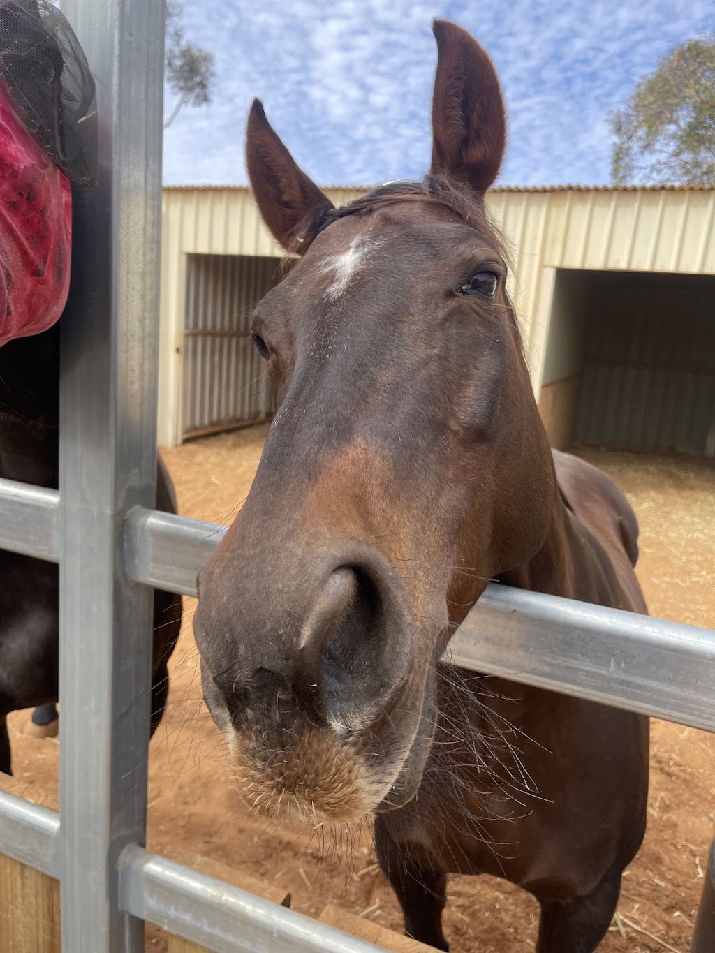Breakthrough Education and Equine Academy | 379 Piccadilly St, West Lamington WA 6430, Australia | Phone: 0407 271 821