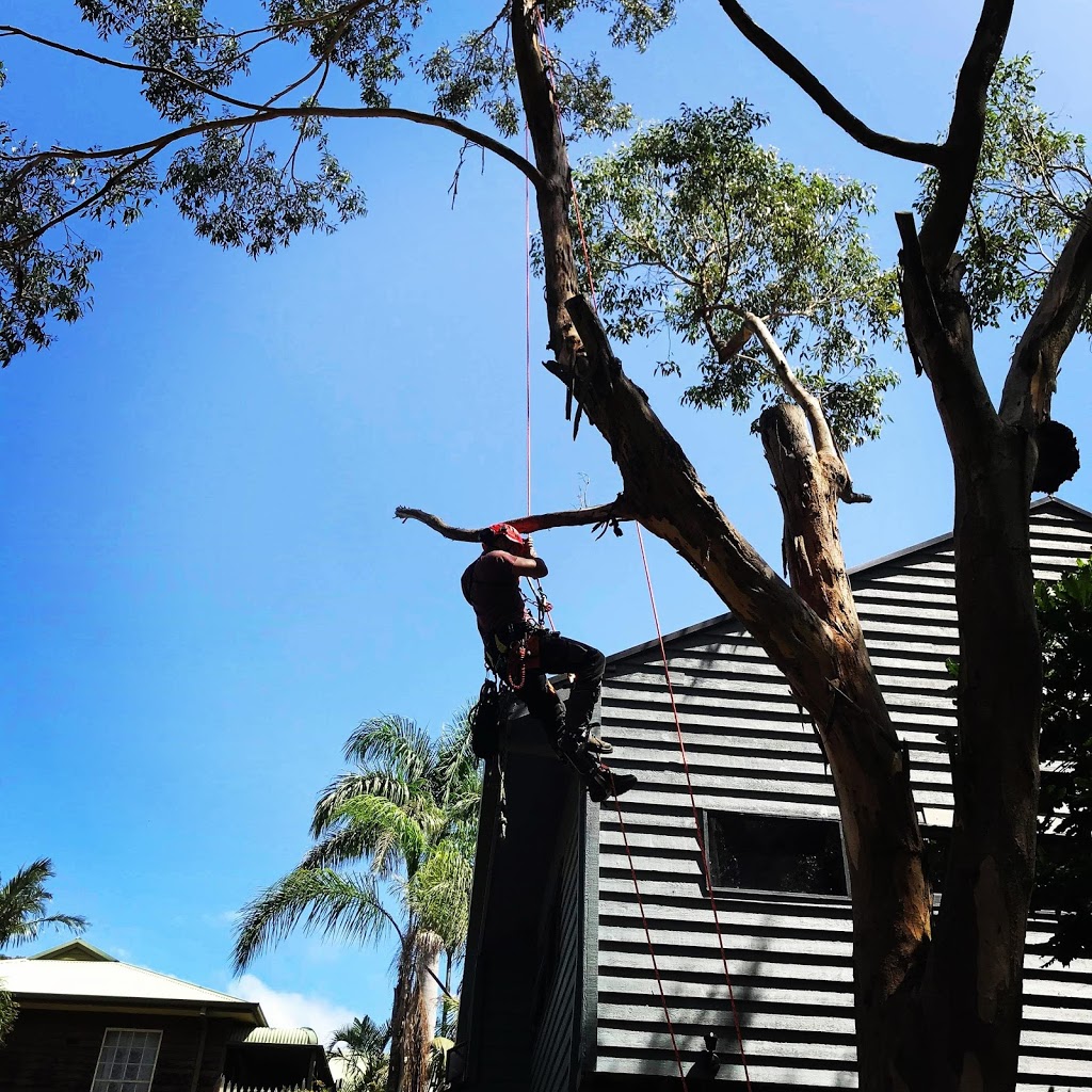 Eclipse Tree Services | 26 Goulburn St, Dudley NSW 2290, Australia | Phone: 0435 601 417