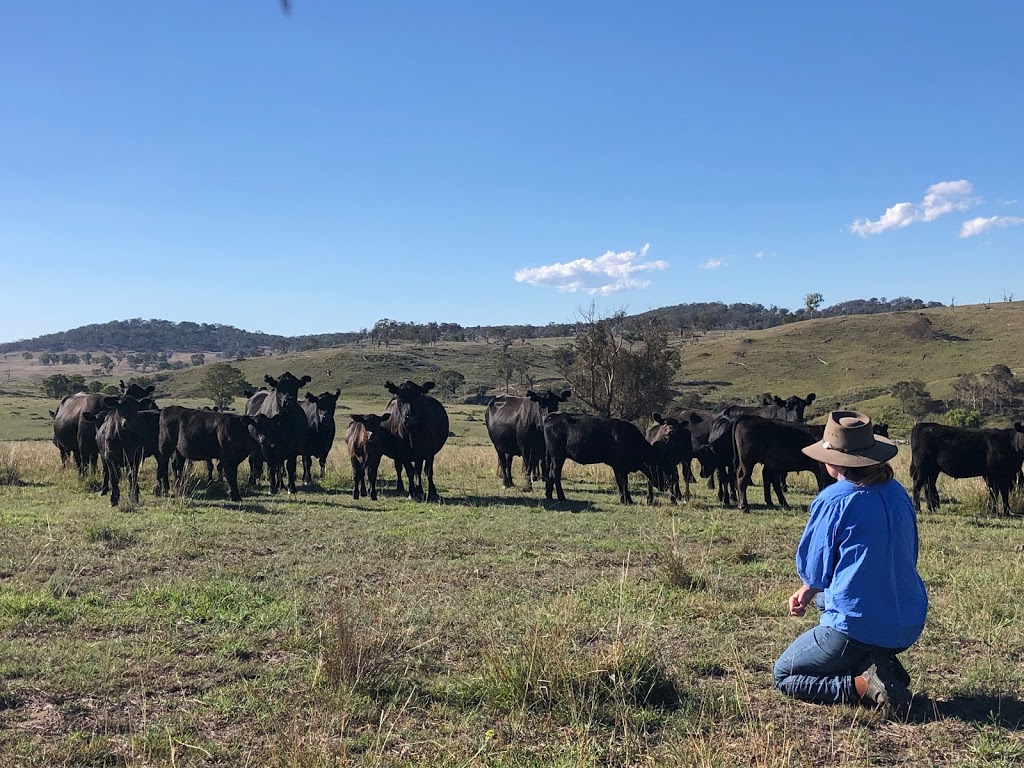 Tarinore Farm - Southern Blue Regenerative | 6 Wollomombi Village Rd, Wollomombi NSW 2350, Australia | Phone: 0414 618 350