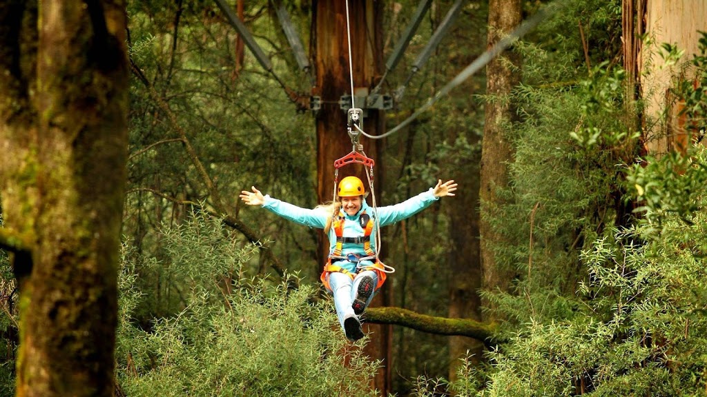 Otway Fly Treetop Adventures | tourist attraction | 360 Phillips Track Beech Forest, Weeaproinah VIC 3237, Australia | 0352359200 OR +61 3 5235 9200