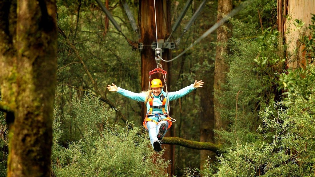 Otway Fly Treetop Adventures | 360 Phillips Track Beech Forest, Weeaproinah VIC 3237, Australia | Phone: (03) 5235 9200