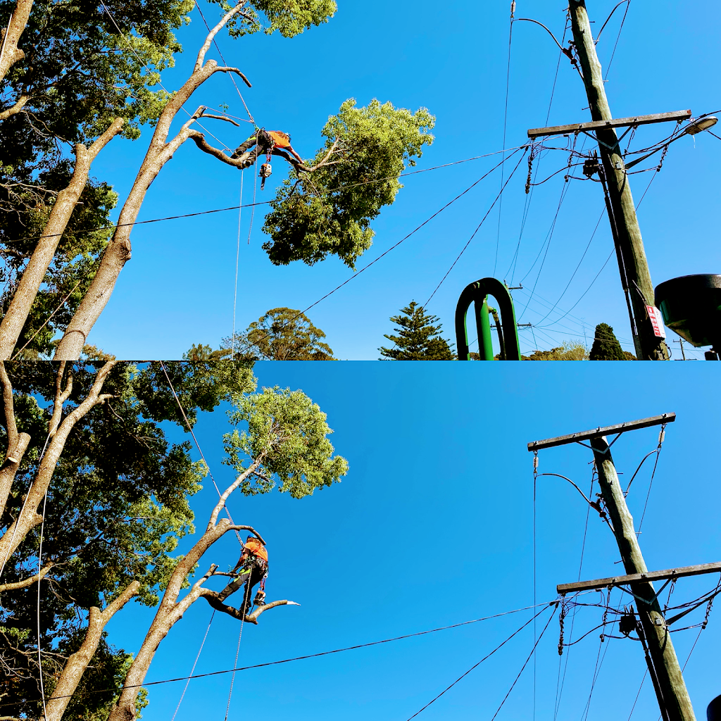 Cutting Edge Tree Maintenance | 42 Wakal St, Charlestown NSW 2290, Australia | Phone: (02) 4003 4400