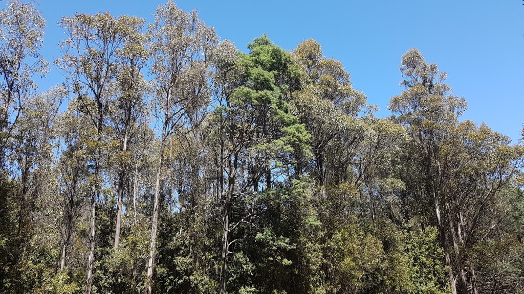 Myrtle Forest Walk | 79 Myrtle Forest Rd, Collinsvale TAS 7012, Australia