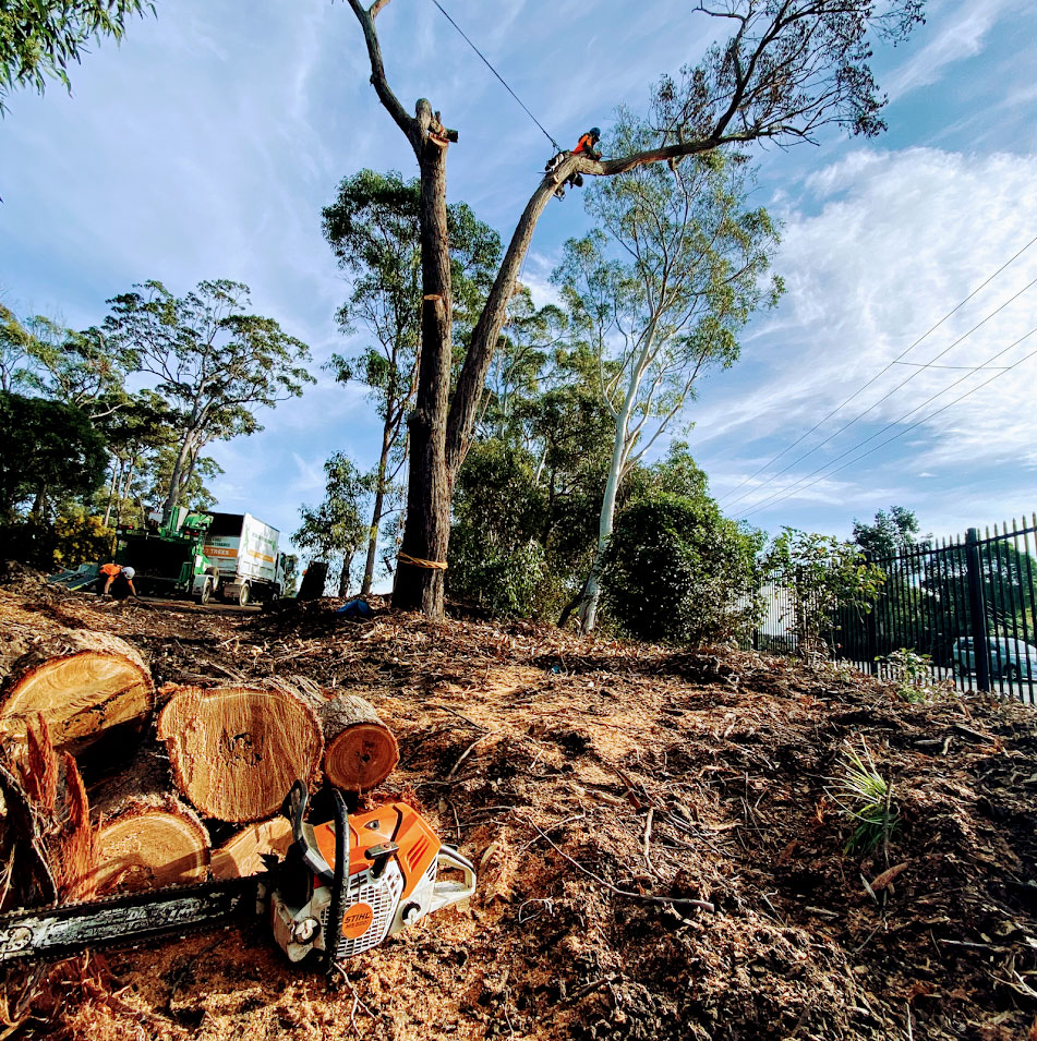 Cutting Edge Tree Maintenance | park | 42 Wakal St, Charlestown NSW 2290, Australia | 0240034400 OR +61 2 4003 4400