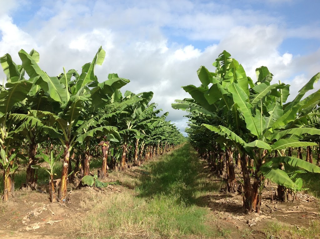 Mackays banana packing shed in Tully Valley | Cardstone QLD 4854, Australia | Phone: (07) 4088 7800