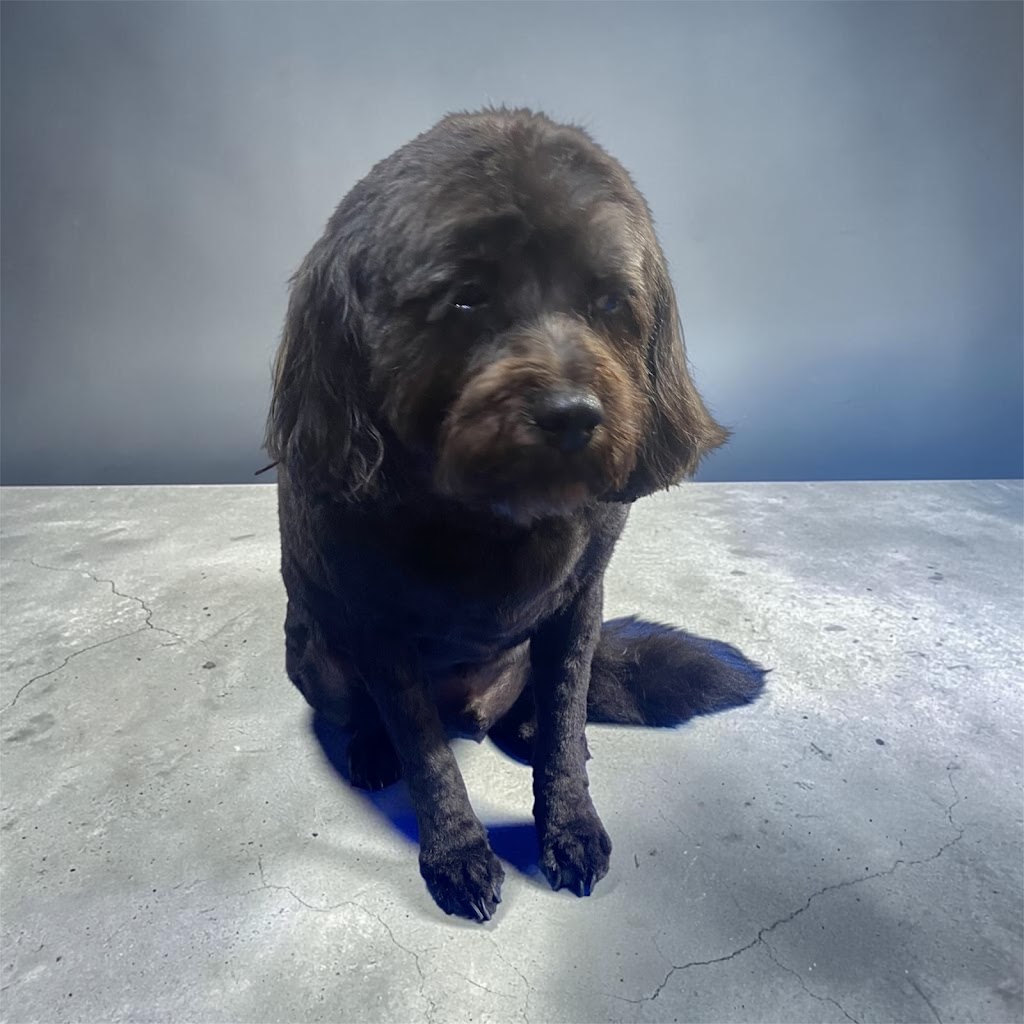 LUSCIOUS PAWS Dog Grooming | 62 Manna Gum Dr, Pakenham VIC 3810, Australia | Phone: 0449 595 252