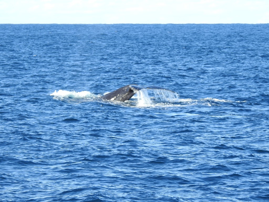Jervis Bay Whales | travel agency | 50 Owen St, Huskisson NSW 2540, Australia | 0244416311 OR +61 2 4441 6311