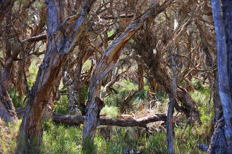 Star Swamp Bushland Reserve | park | Groat St, North Beach WA 6020, Australia | 0894207207 OR +61 8 9420 7207