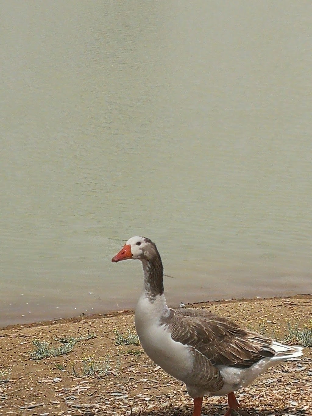 Narromine Wetlands | park | The McGrane Way, Narromine NSW 2821, Australia