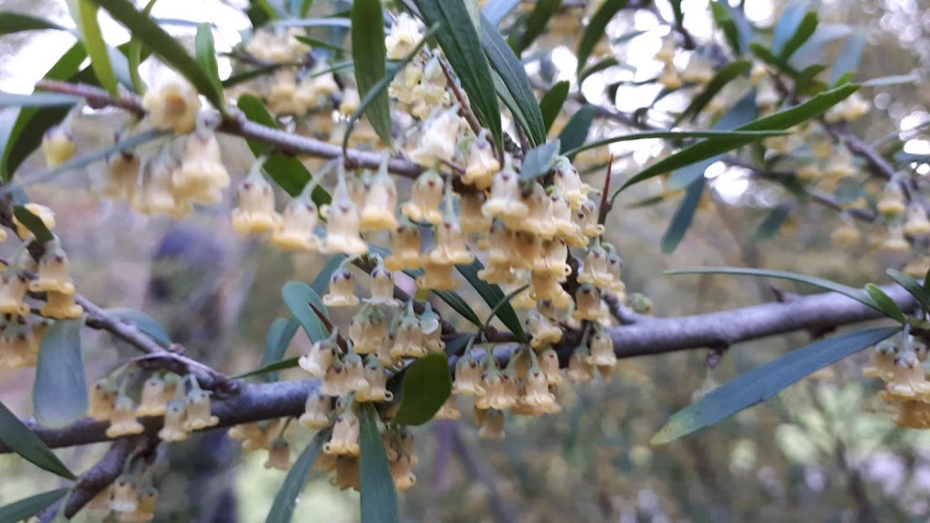 Anniversary Trail | park | Anniversary Outer Cir Trail, Canterbury VIC 3126, Australia