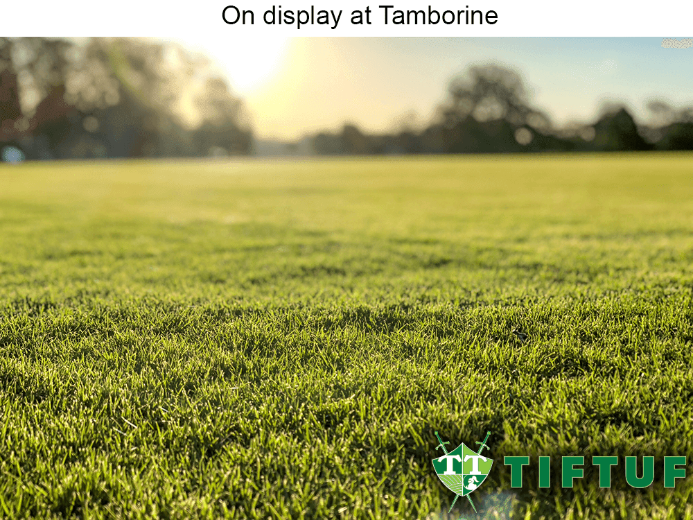 All Turf Solutions | 2125 Beaudesert Beenleigh Rd, Tamborine QLD 4270, Australia | Phone: (07) 5543 8304