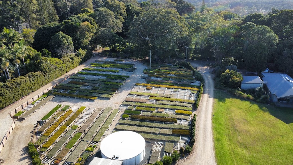 Pacific Nurseries | 160 Tandys Ln, Brunswick Heads NSW 2483, Australia | Phone: 0477 601 696