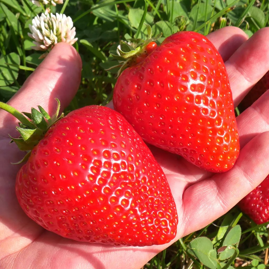 Shop Seeds | Cobbitty Rd, Cobbitty NSW 2570, Australia | Phone: 0493 794 786