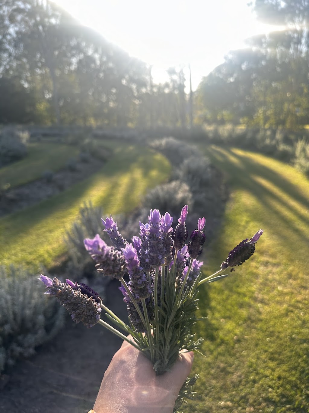 Samford Valley Lavender Farm | 36 Pedwell Rd, Camp Mountain QLD 4520, Australia | Phone: 0484 701 067
